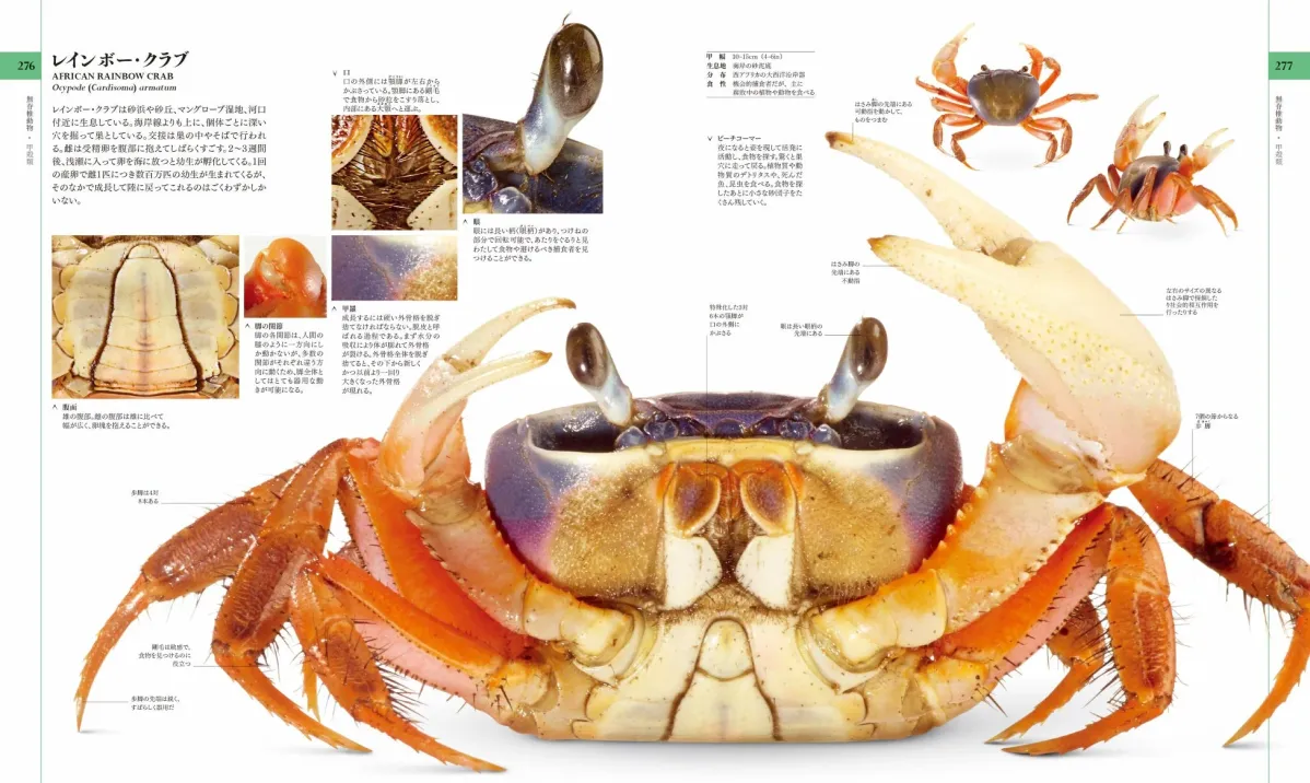 アフリカンレインボー・クラブ