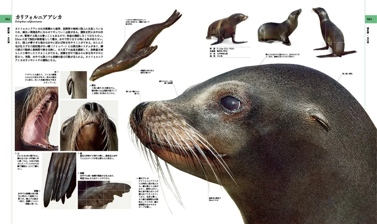 カリフォルニアアシカ