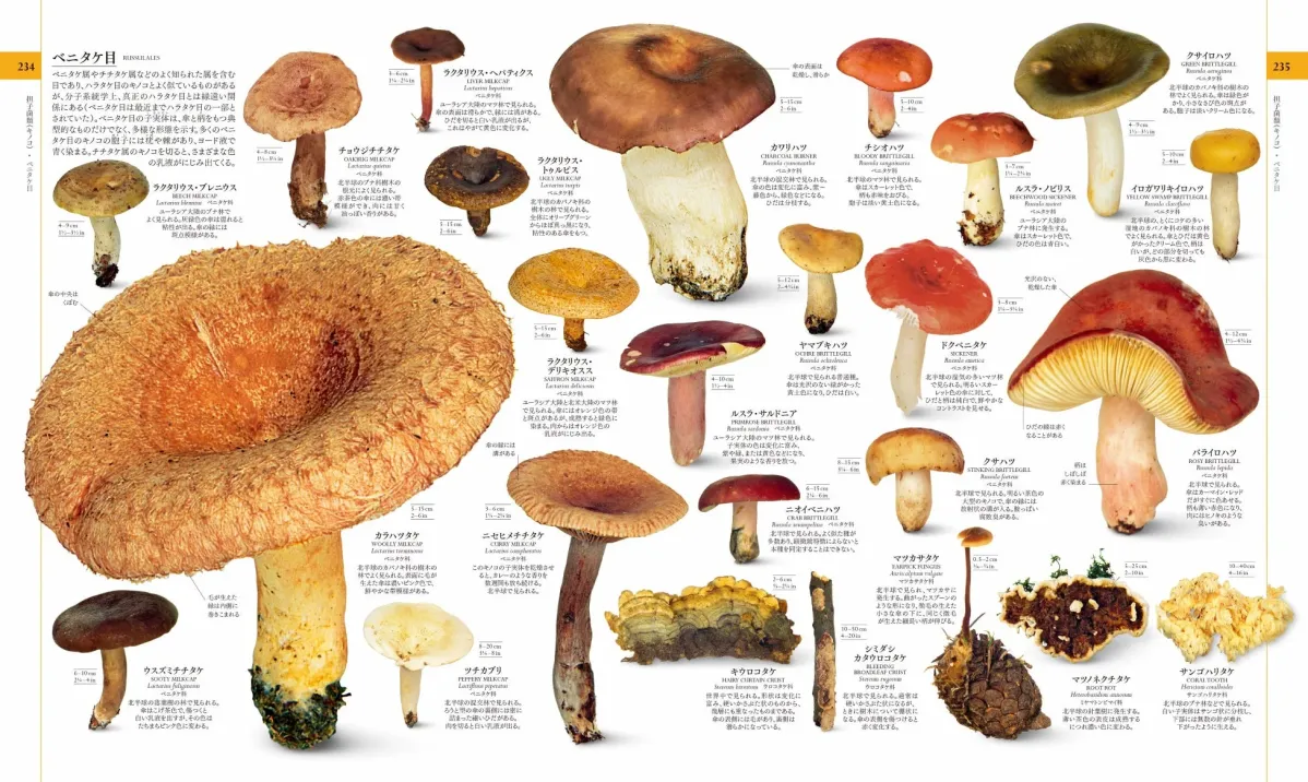 ベニタケ目のキノコ