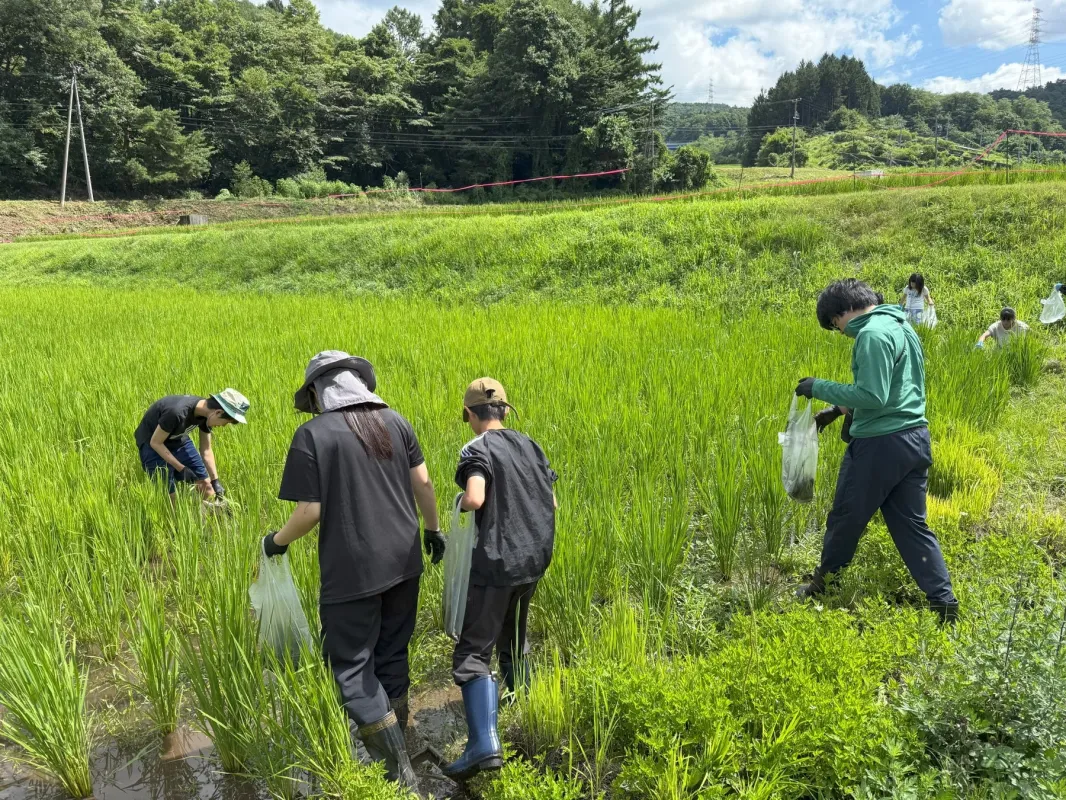 数人が緑豊かな水田で農作業をしている様子