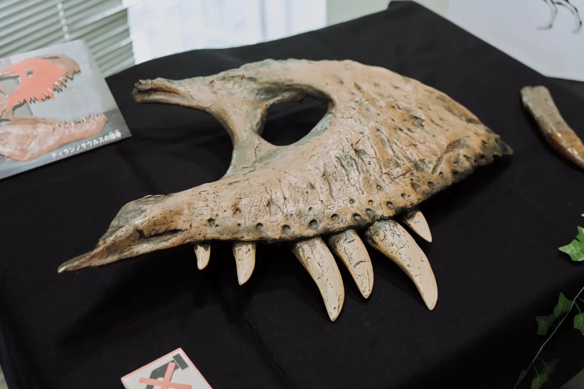 ティラノサウルスの頭骨