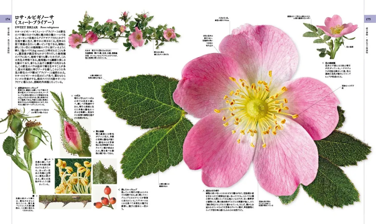 ロサ・ルビギノーサ（スイート・ブライアー）