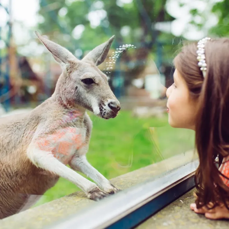 ガラス越しにカンガルーを見る少女