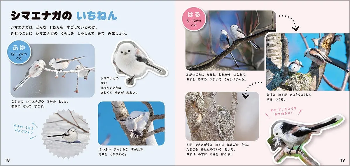 シマエナガの1年間の生態を紹介するページ