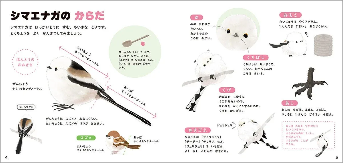 シマエナガの体の特徴を解説した図鑑ページ