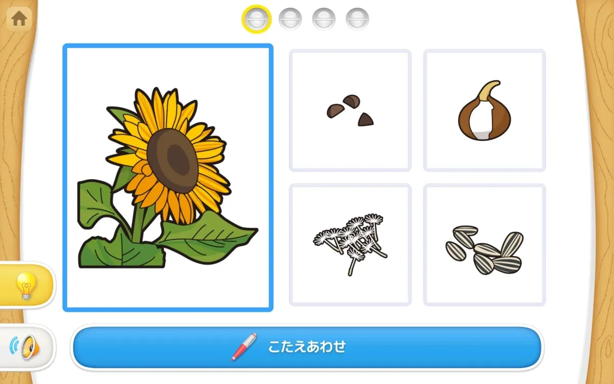 ひまわり、種、花粉の学習アプリ画面