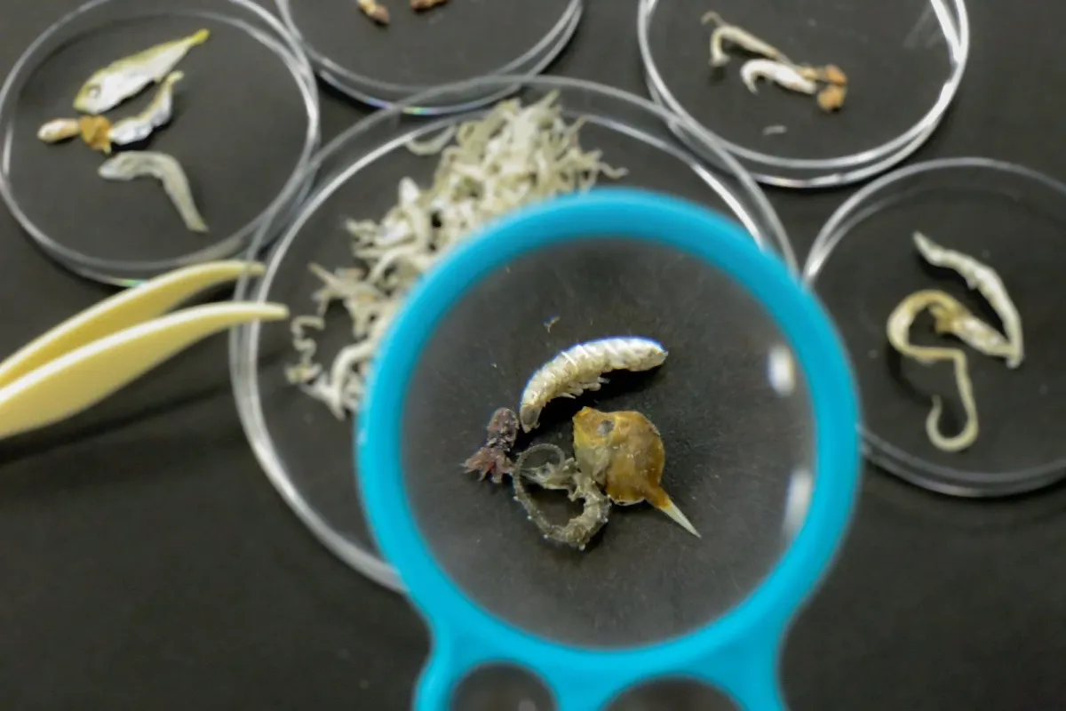 あつめよう！海の小さなモンスター